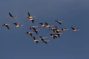 DDE-90029234