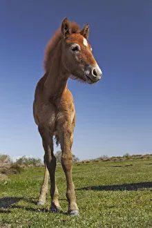 Stallion Collection: DDE-90029237