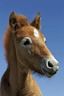 Stallion Collection: DDE-90029238