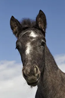 Stallion Collection: DDE-90029239