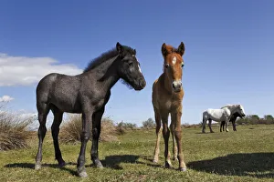 Stallion Collection: DDE-90029240