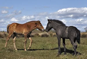 Stallion Collection: DDE-90029241