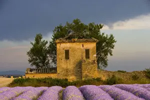 Lavender Prints: DDE-90029347