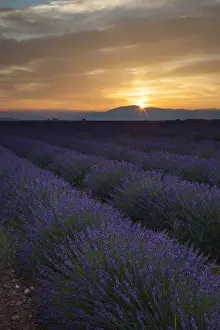 Lavender Prints: DDE-90029397
