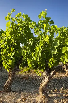 Luberon Prints: DDE-90029406