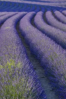 Lavender Prints: DDE-90029417