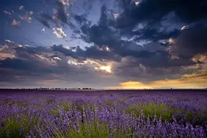 Lavender Prints: DDE-90029579