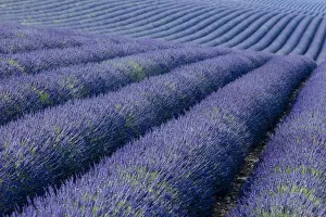 Lavender Prints: DDE-90029590