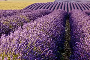 Lavender Prints: DDE-90029593