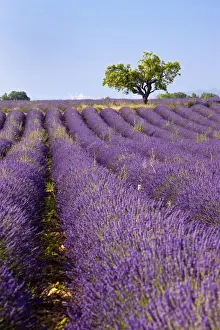Lavender Prints: DDE-90029597
