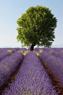 Provence Prints: DDE-90029598