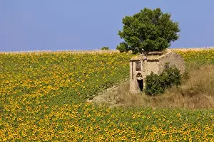 Hill Prints: DDE-90029601