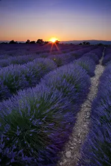 Provence Prints: DDE-90029610