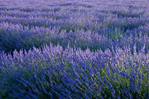 Provence Prints: DDE-90029611