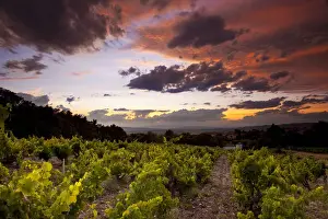 Provence Prints: DDE-90029612