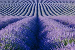 Provence Prints: DDE-90029614