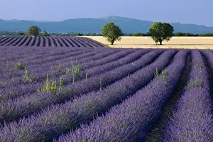 Provence Prints: DDE-90029616