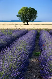 Provence Prints: DDE-90029617