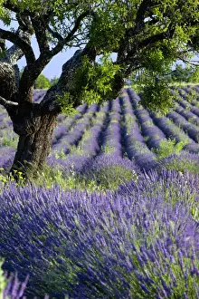 Provence Prints: DDE-90029618