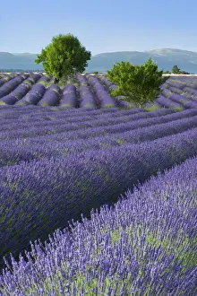 Provence Prints: DDE-90029678