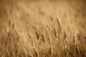 Grain Prints: DDE-90029746