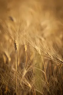 Grain Prints: DDE-90029747