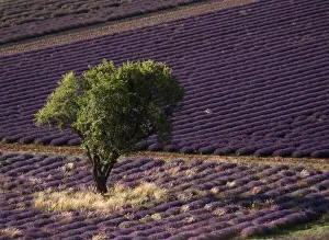 Provence Prints: DDE-90029818