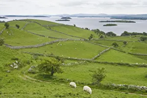 Irish Prints: DDE-90031931