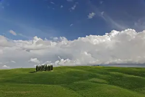 Cypress Prints: DDE-90032046