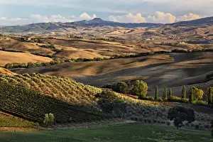 Quirico Prints: DDE-90032093