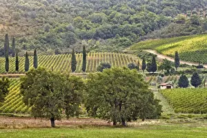 Montalcino Prints: DDE-90032098