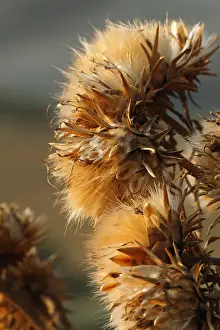 Thistle Prints: DDE-90032129