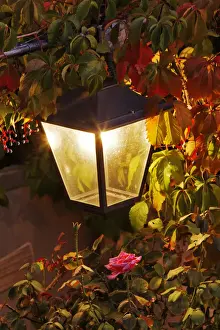 Bulb Prints: DDE-90032131