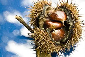 Chestnut Prints: DDE-90032133