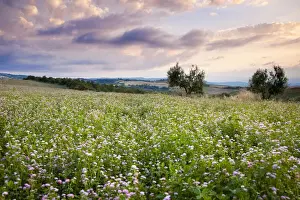 Pienza Prints: DDE-90032187