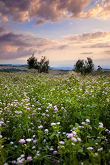 Pienza Prints: DDE-90032188