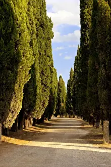 Avenue Prints: DDE-90032193