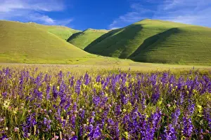 Fertile Prints: DDE-90032206
