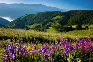 Hilly Prints: DDE-90032225