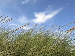 Wind Prints: DDE-90032327