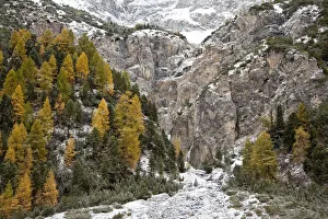 Montane Collection: DDE-90032409