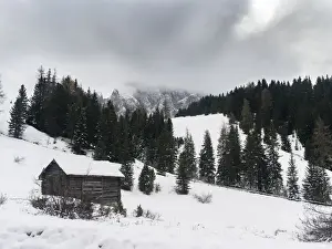 Tyrol Prints: DDE-90032446