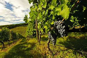 Vine Prints: DDE-90032536