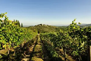 Vine Prints: DDE-90032537