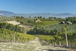 Wine Prints: DDE-90032568