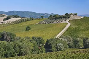 Wine Prints: DDE-90032569