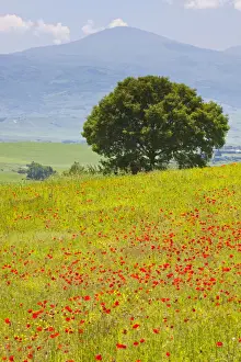 Tuscany Prints: DDE-90032601