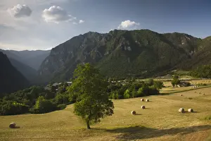Lombardy Prints: DDE-90032684