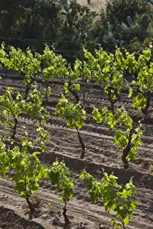 Vine Prints: DDE-90032743