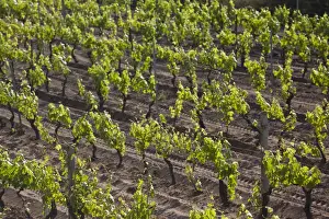 Vine Prints: DDE-90032744